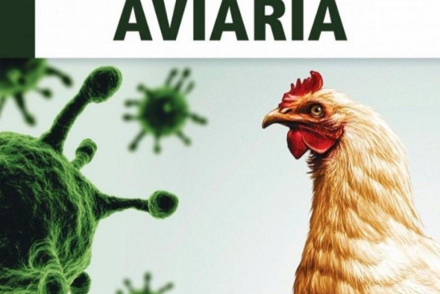 Influenza aviaria: norme cautelative per allevatori e detentori